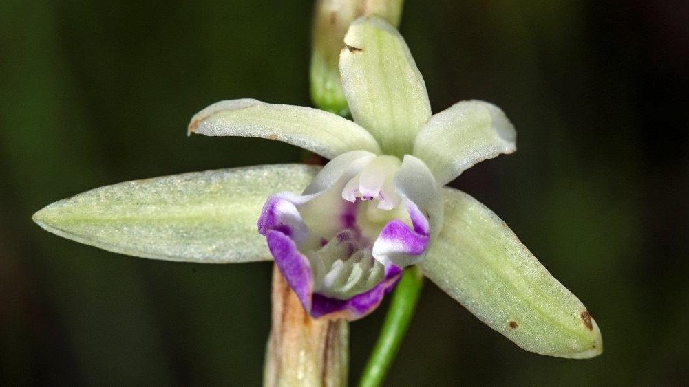 Rare Carter's Orchid beginning to bloom