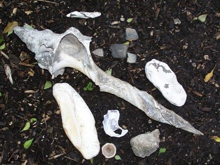 The Tequesta Native Americans (ca. 3rd century BCE to mid-18th century), known as the Biscayne Bay people, left behind shell tools that have been discovered onsite, including Horse Conch hammers and cutting edge tools, Queen Conch celts, drills and awls, and Lightning Welk dippers.