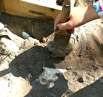 Archeologist brushing up some bones found underground