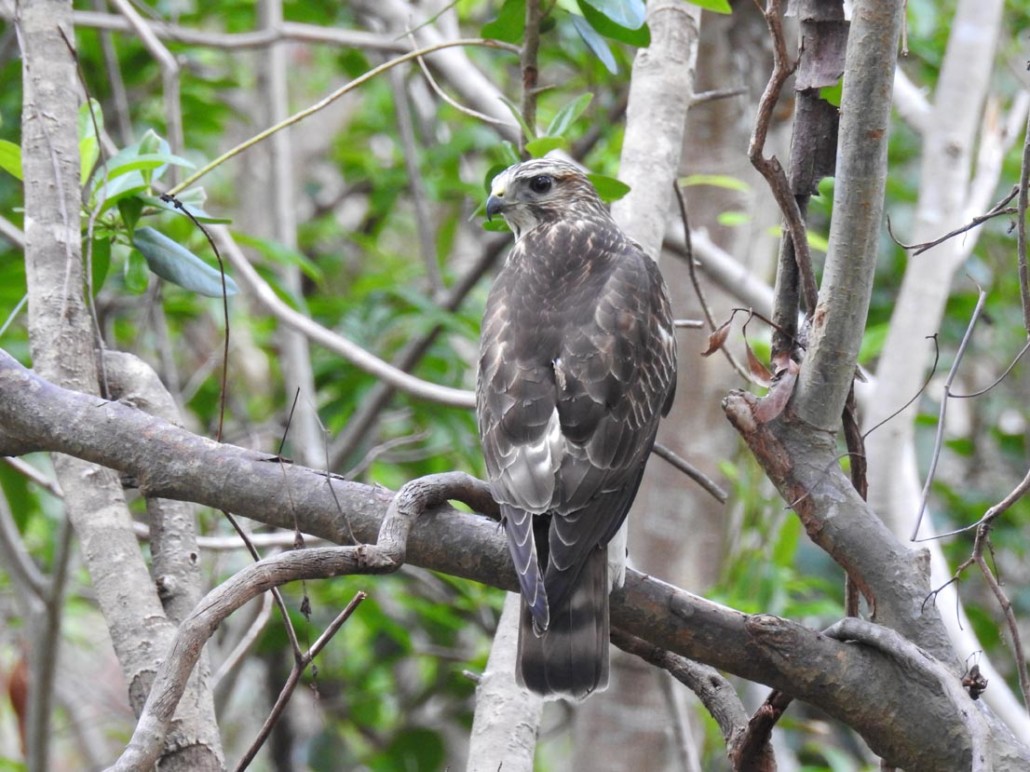 Broad-winged Hawk perched on a branch as it observes its surroundings for any wildlife