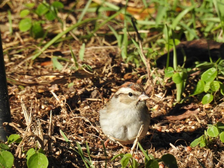 Chipping Sparrow eating on the ground