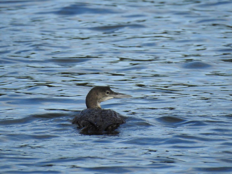 Common Loon bird gently swimming through the water