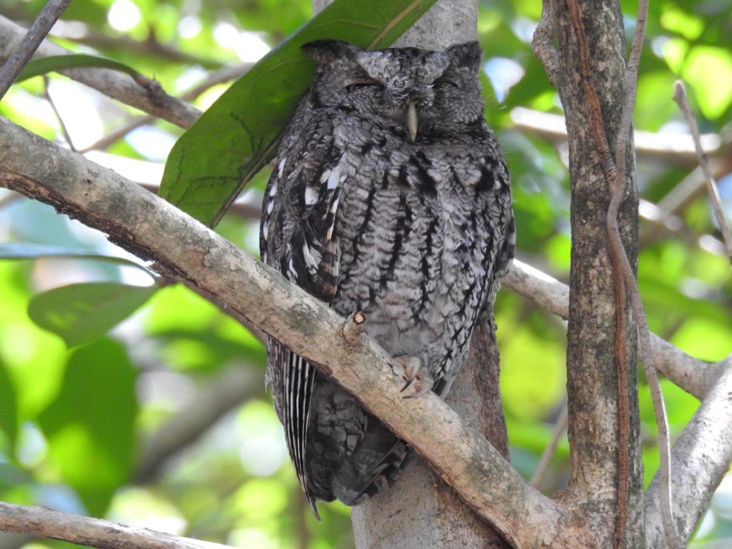 Eastern Screech Owl with its eyes closed as it relaxes under the shade of a tree