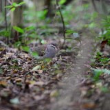 Key West Quail Dove slowly moving across the ground in search for food