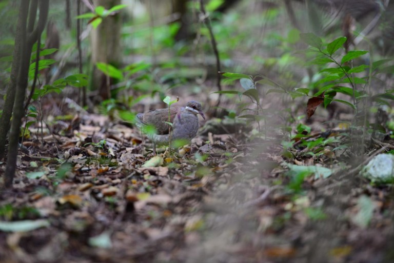 Key West Quail Dove slowly moving across the ground in search for food