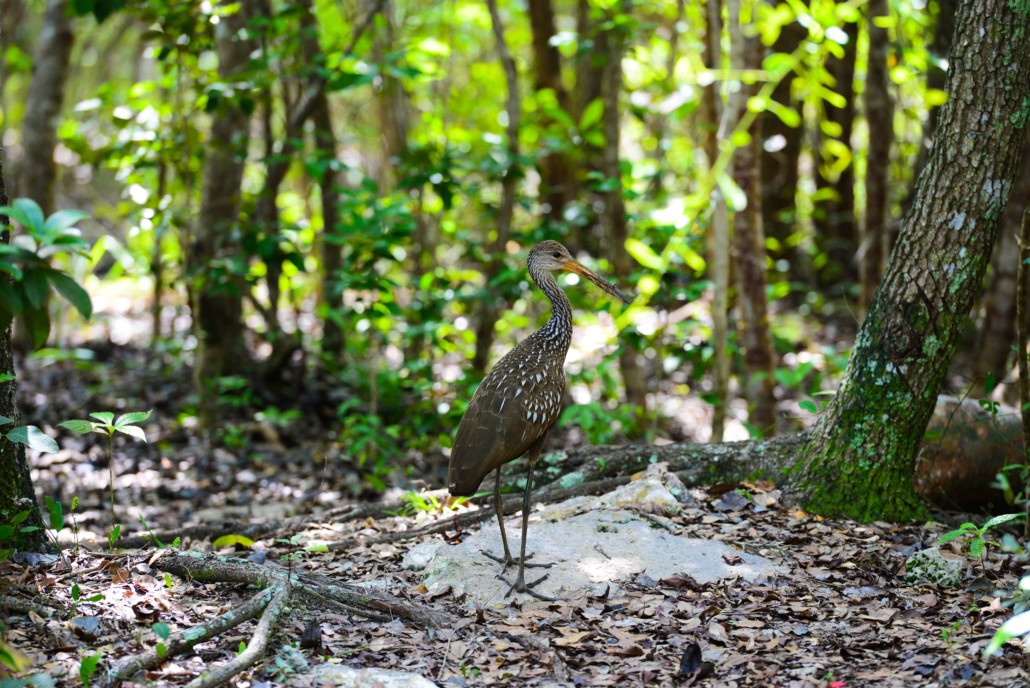 Limpkin bird walking across a large stone on the ground