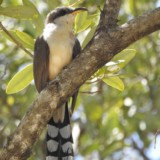 Mangrove Cuckoo bird perched on a branch