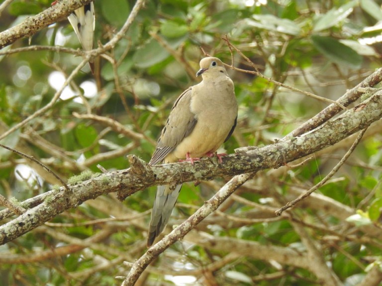 Mourning Dove perched on a large branch