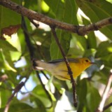 Prothonotary Warbler hiding in the mango grove