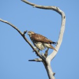 Red-tailed Hawk perched high up on a dead tree observing its surroundings