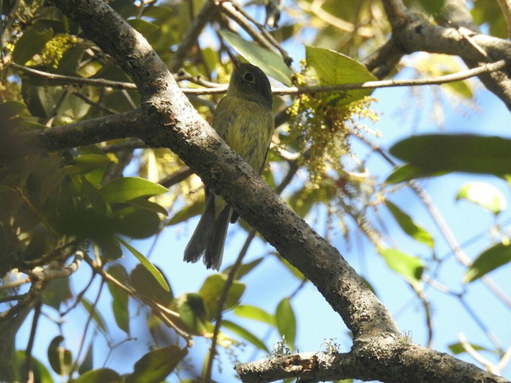 Yellow-bellied Flycatcher bird observing its surroundings for any food