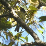 Yellow-bellied Flycatcher bird observing its surroundings for any food