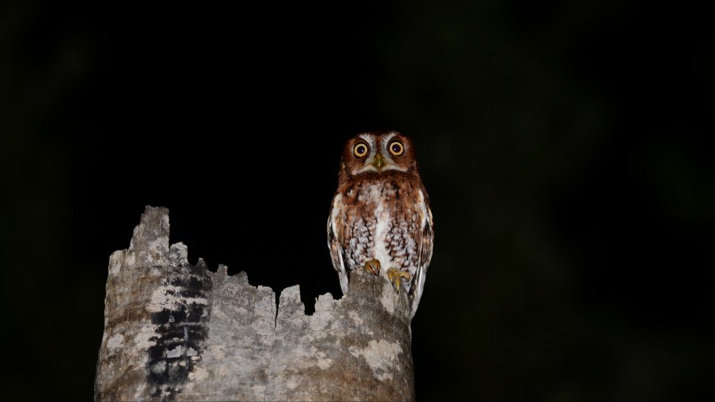 Small owl perched on top of a broken tree trunk at night