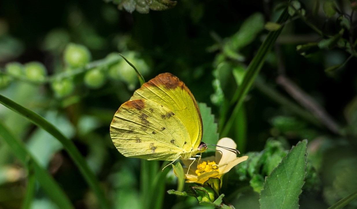 Dina Yellow butterfly perched on top of a small flower