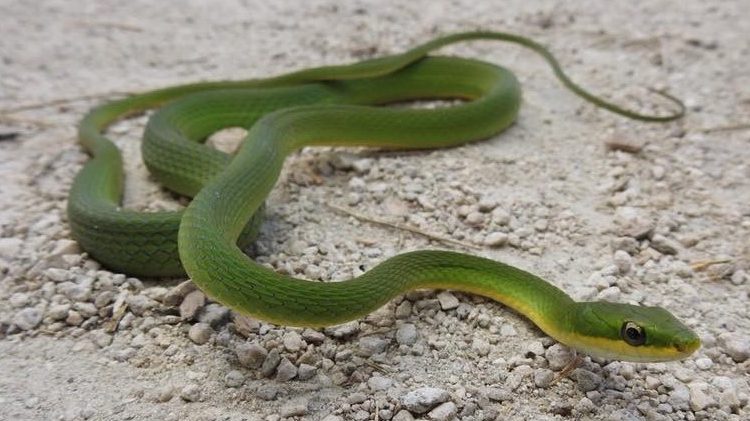 Rough Green Snake slithering across the ground