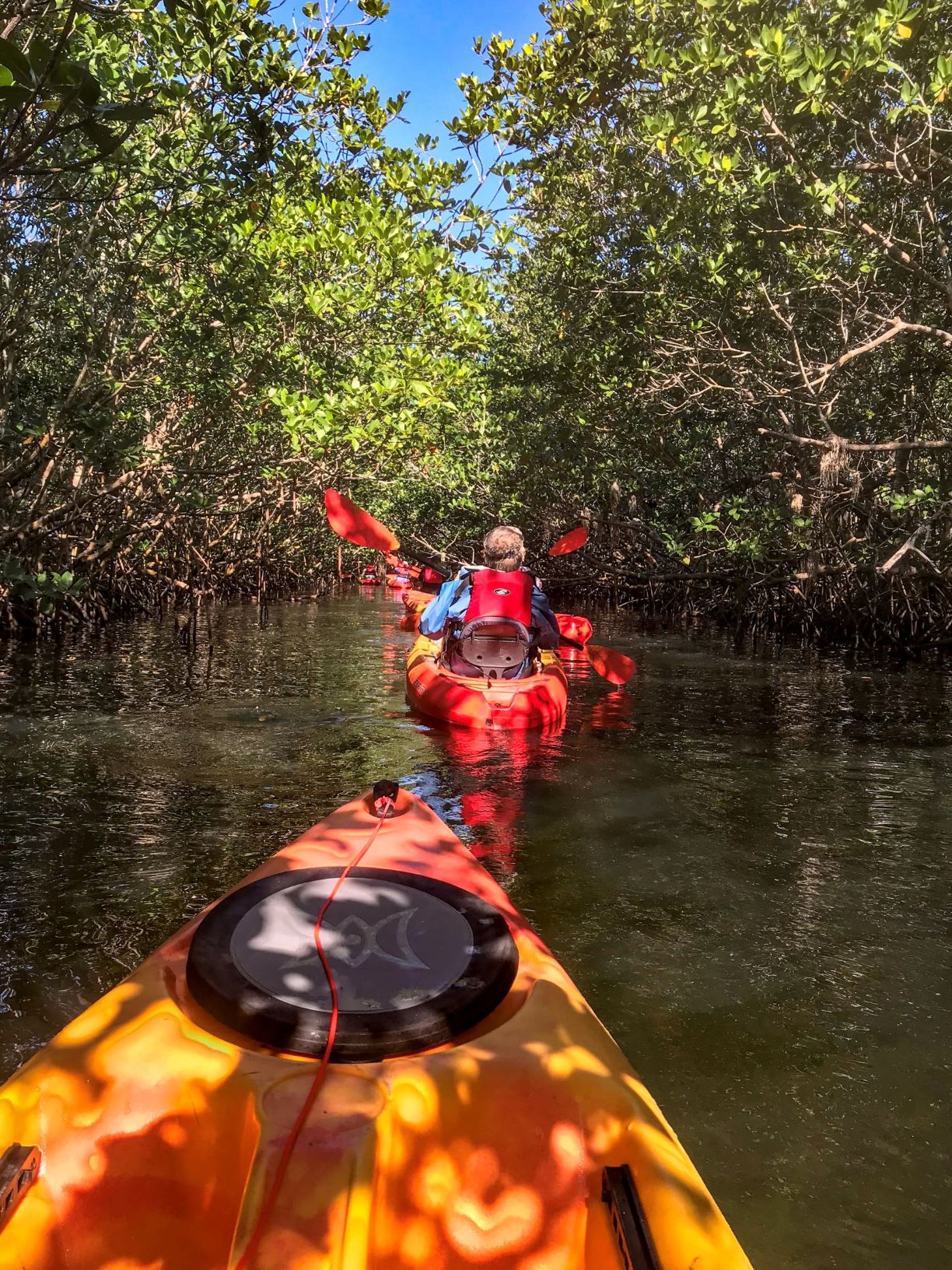Tandem kayakers kayaking through the mangroves