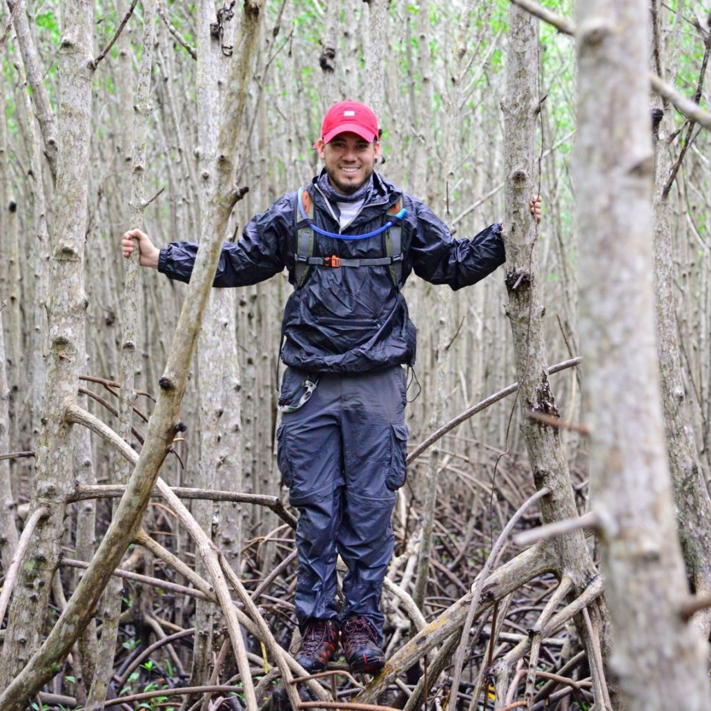 Hiker traversing through the complicated web of mangrove roots