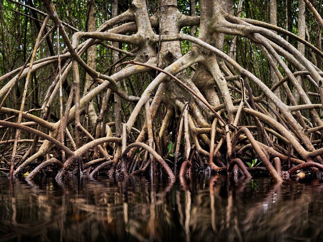 coastal mangrove trees along deering estate and biscayne bay