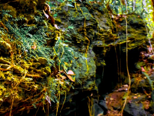 A limestone rock ridge cave located in the nature preserve area of the estate