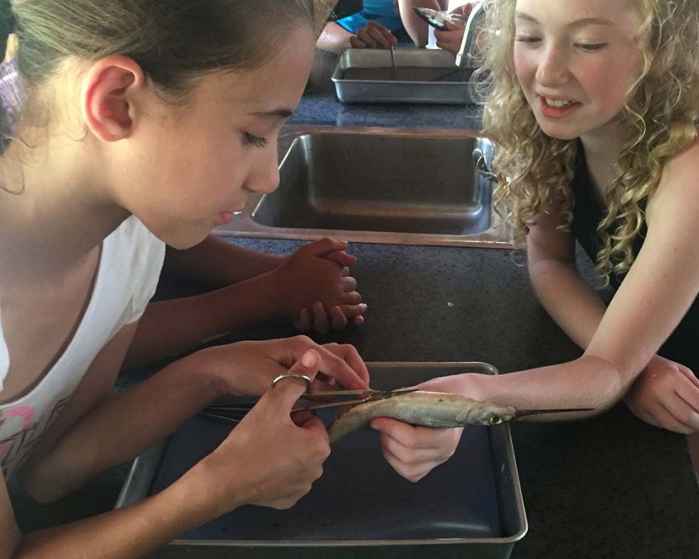 Children dissecting small fish during one of Deering Estate's camp sessions