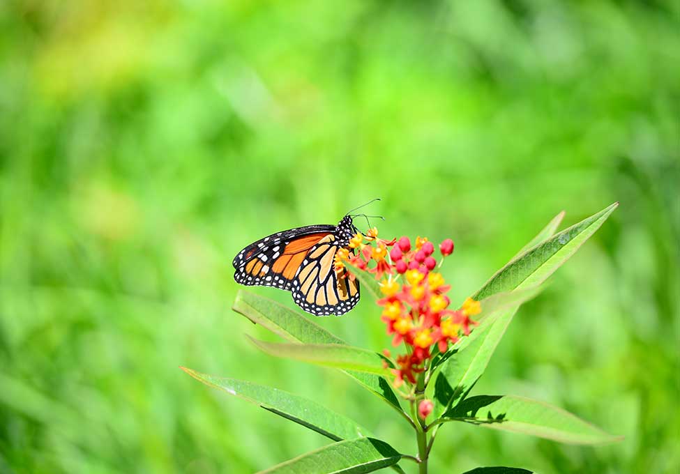 Small monarch butterfly perched on top of a budding flower