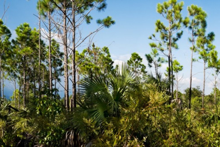 Florida slash pines towering over the smaller foliage of the pine rocklands