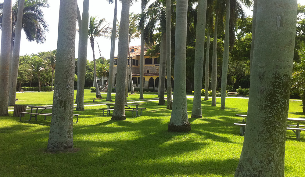palm trees at the deering estate