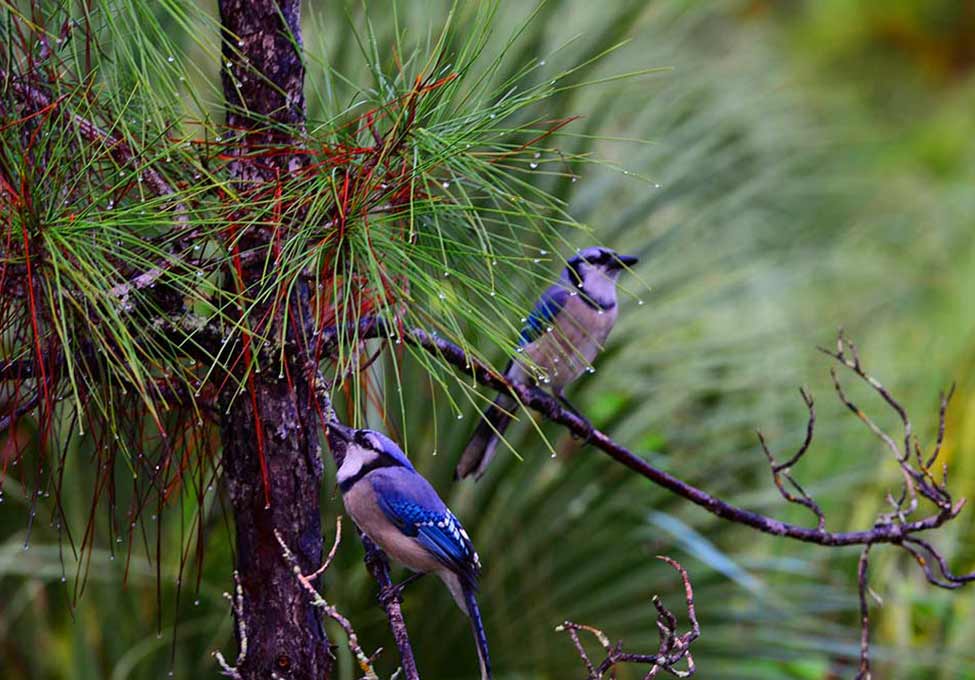 How Miami Dade residents can help birds migrate safely Miami