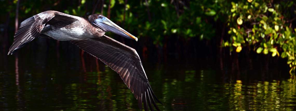 Large pelican flying over the mangroves by Deering Estate