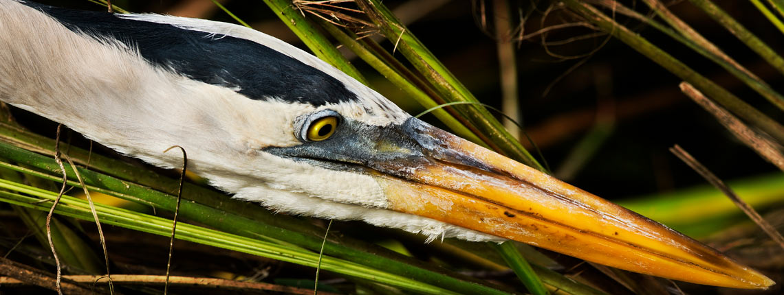 close up shot of a Great Blue Heron peeking its head through some tall grass in search for some food