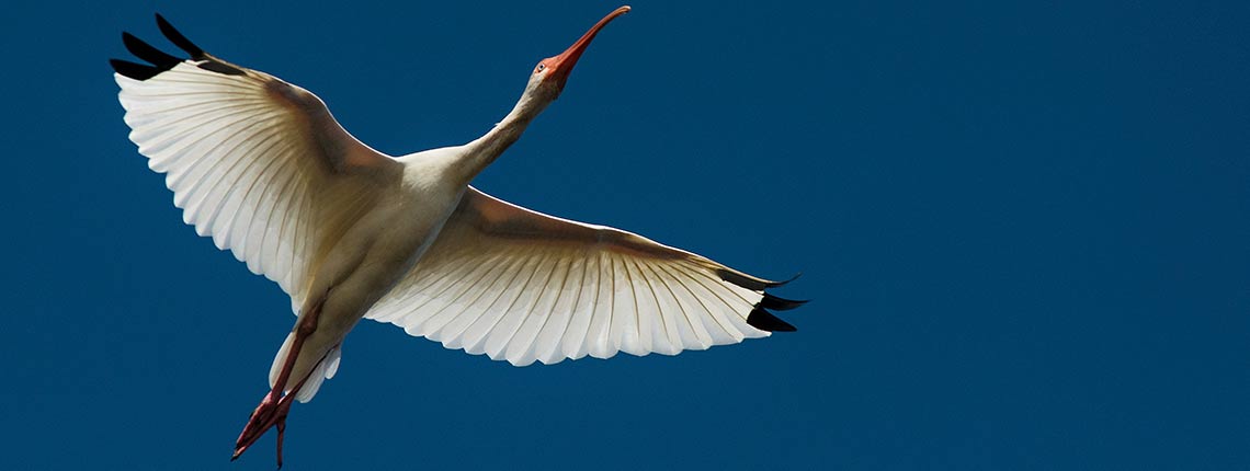 Bird flying over a clear sky with its wings spread out