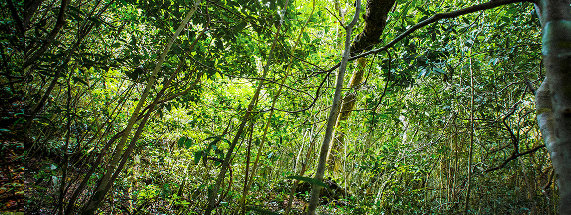 tropical hardwood hammock tree canopy inside Deering Estate's nature preserve