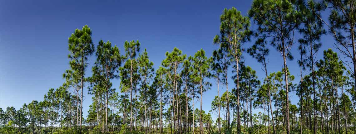Large Florida Slash Pines under a clear sky within the pine rocklands