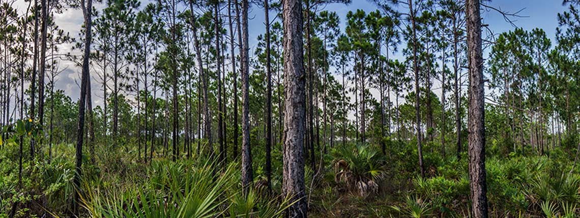 Large florida slash pines towering over hedge-like saw palmettos in the pine rocklands
