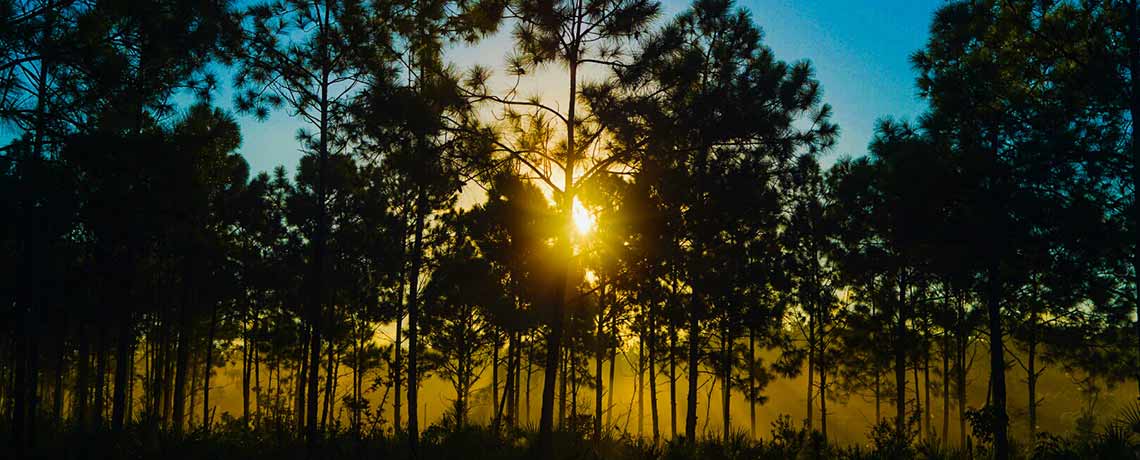 sun setting through the florida slash pines in the pine rocklands