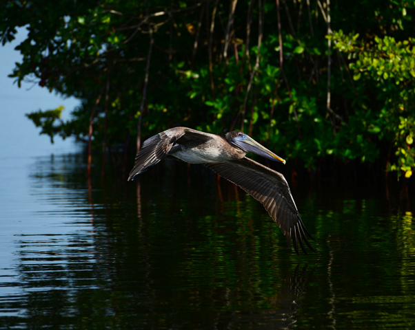Pelican flying low over the water of the mangroves