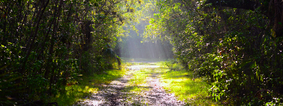 sunny nature trail in Miami