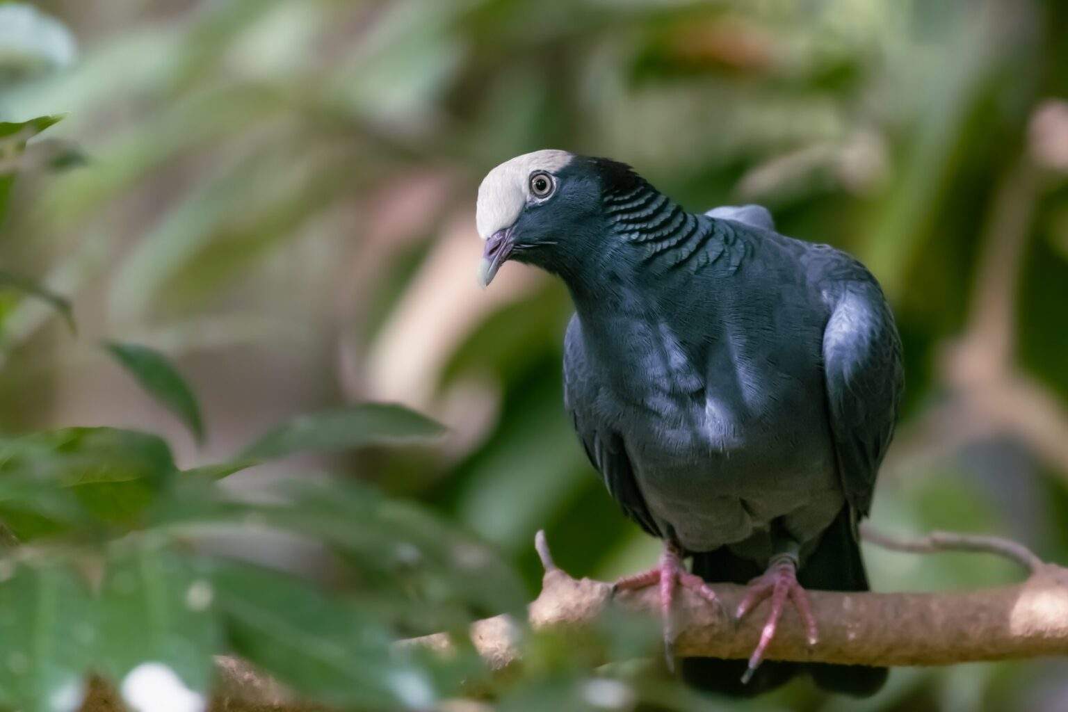 A close up of a white-crowned pigeon perched on a branch.