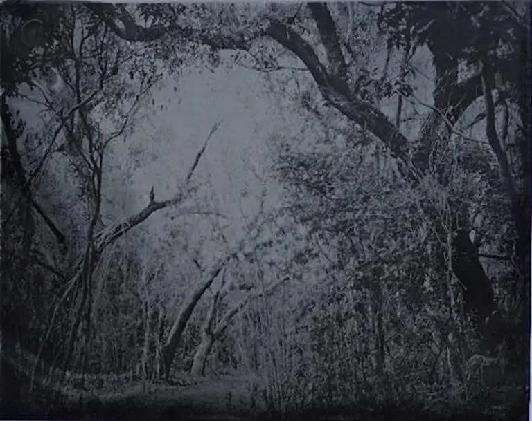 Black and white photography by Miquel Salom of foliage at Deering Estate.