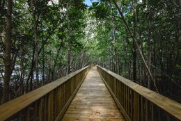 A wooden boardwalk in the middle of a mangrove forest.