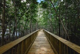 A wooden boardwalk in the middle of a mangrove forest.