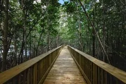 A wooden boardwalk in the middle of a mangrove forest.