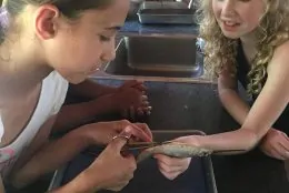 Children dissecting small fish during one of Deering Estate's camp sessions