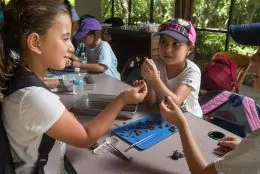 Group of students on a field trip to Deering Estate working together examining owl pellets.