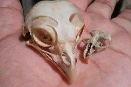 Child holding bird skull during a field trip at Deering Estate.